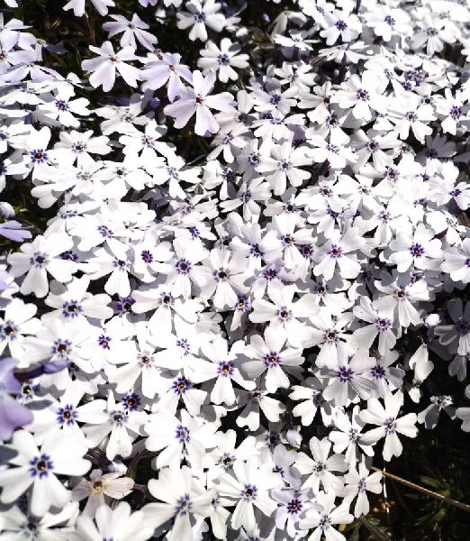 Phlox subulata 'Bavaria'